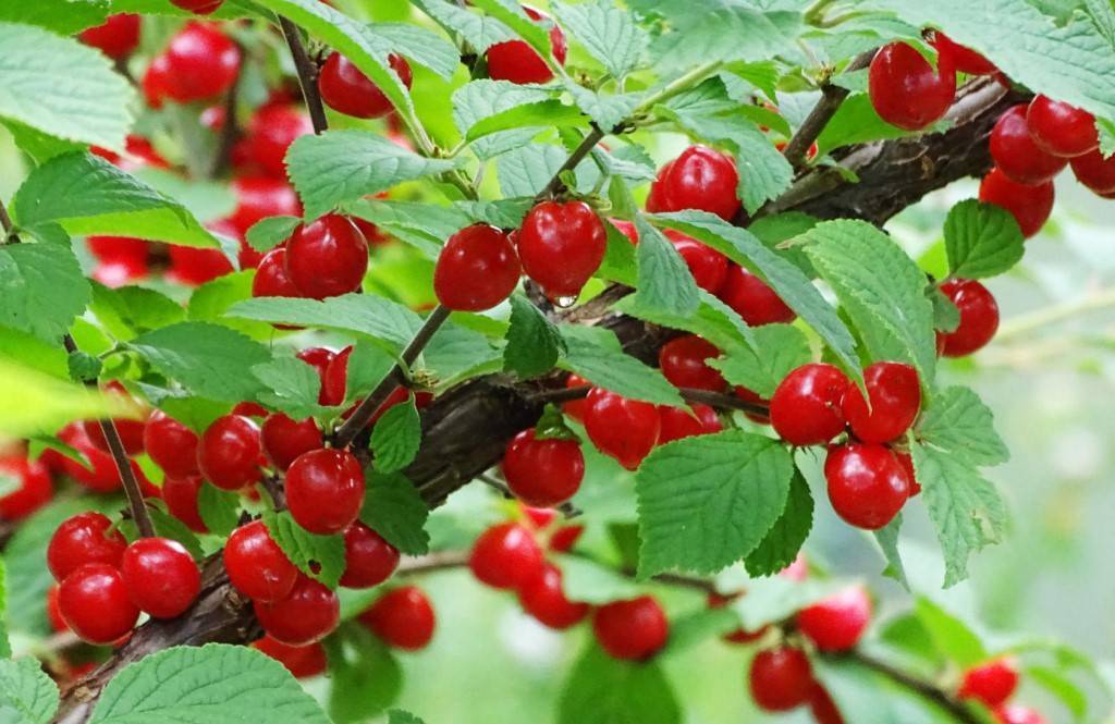 Войлочная вишня: разнообразие сортов и особенности выращивания