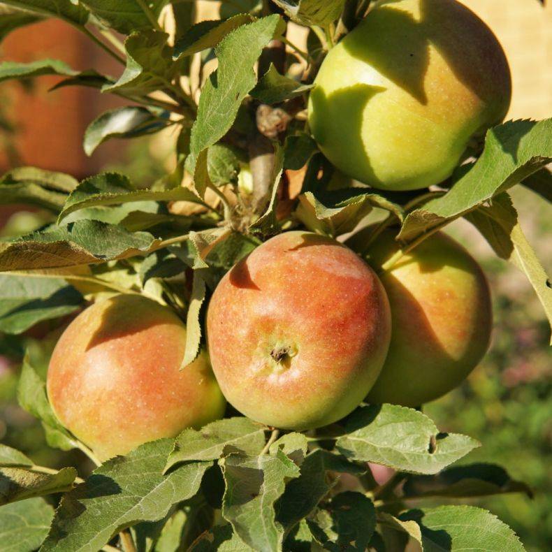 Колоновидная яблоня. все от выбора сорта до сбора урожая