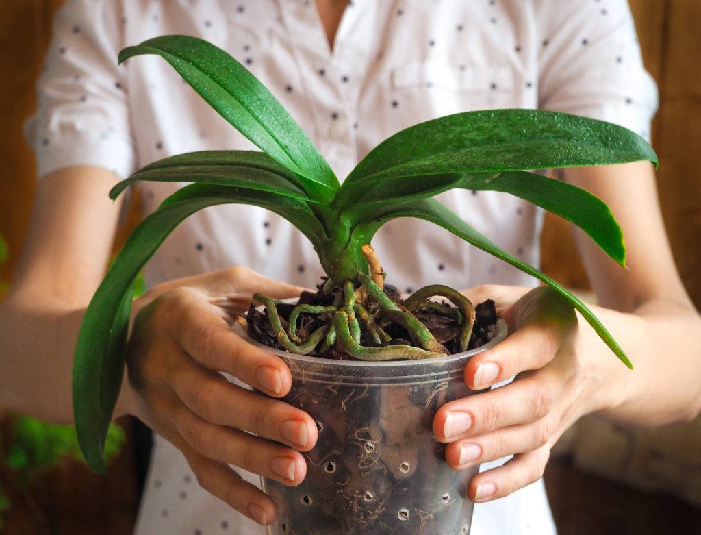 Орхидея фаленопсис в домашних условиях: уход, фото, пересадка