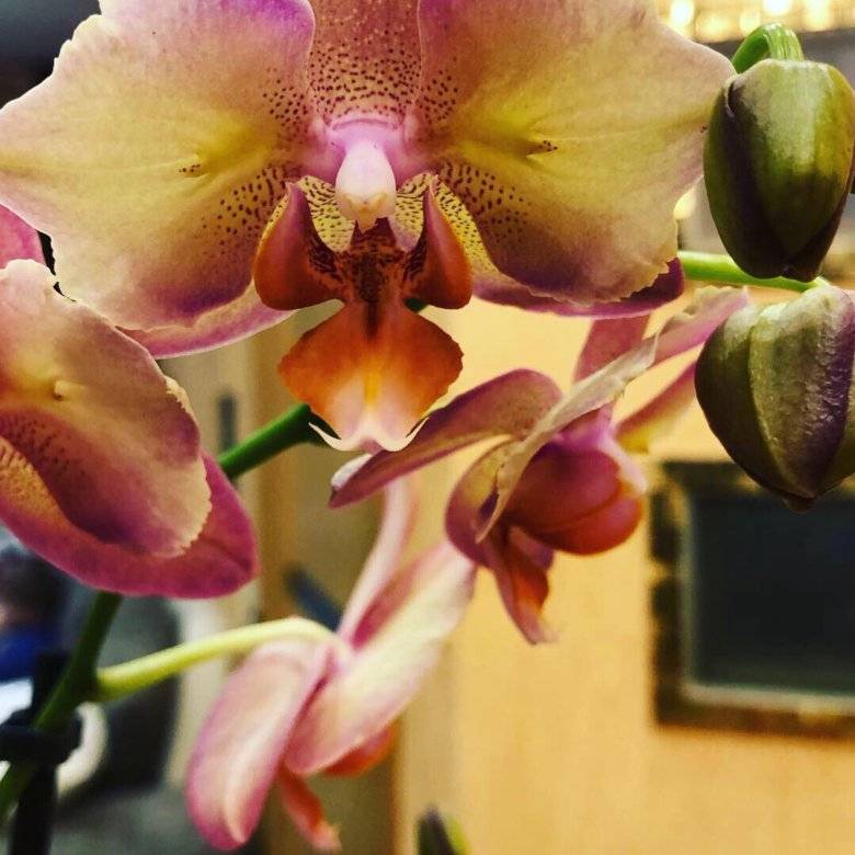 Фаленопсис легато – экзотика в домашних условиях. фото, описание орхидеи и особенности выращивания