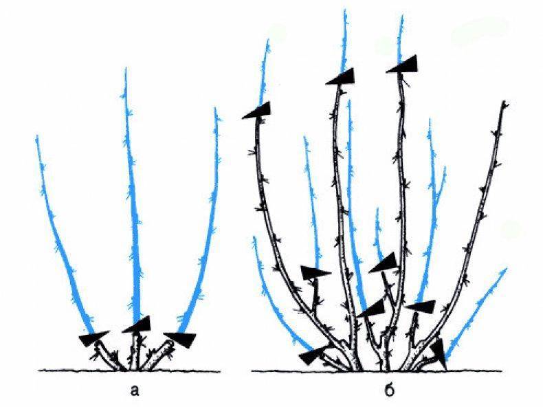 Обрезка жасмина осенью: когда и как правильно обрезать, схемы формирования кроны кустарника, обрезка в целях обновления растения