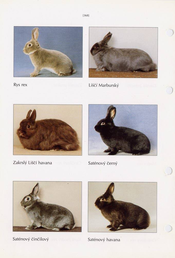 Кролики породы с названием и фото