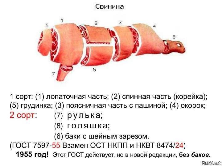 Схема разделки свиной туши с названиями частей картинки