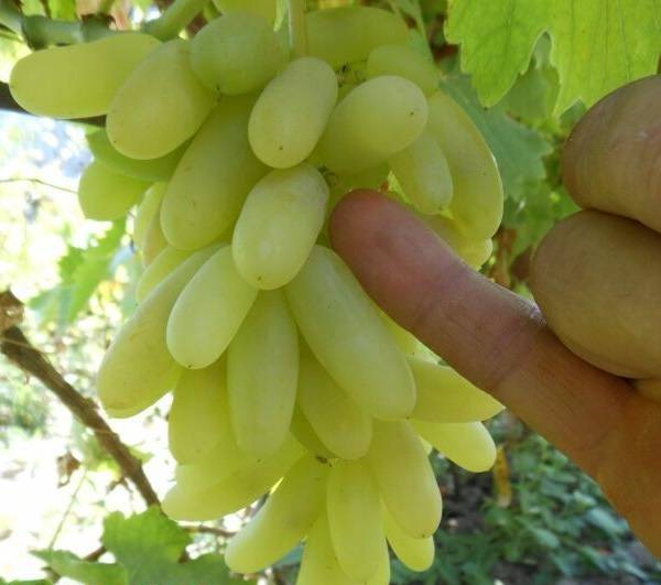 Описание сорта винограда «дамские пальчики»