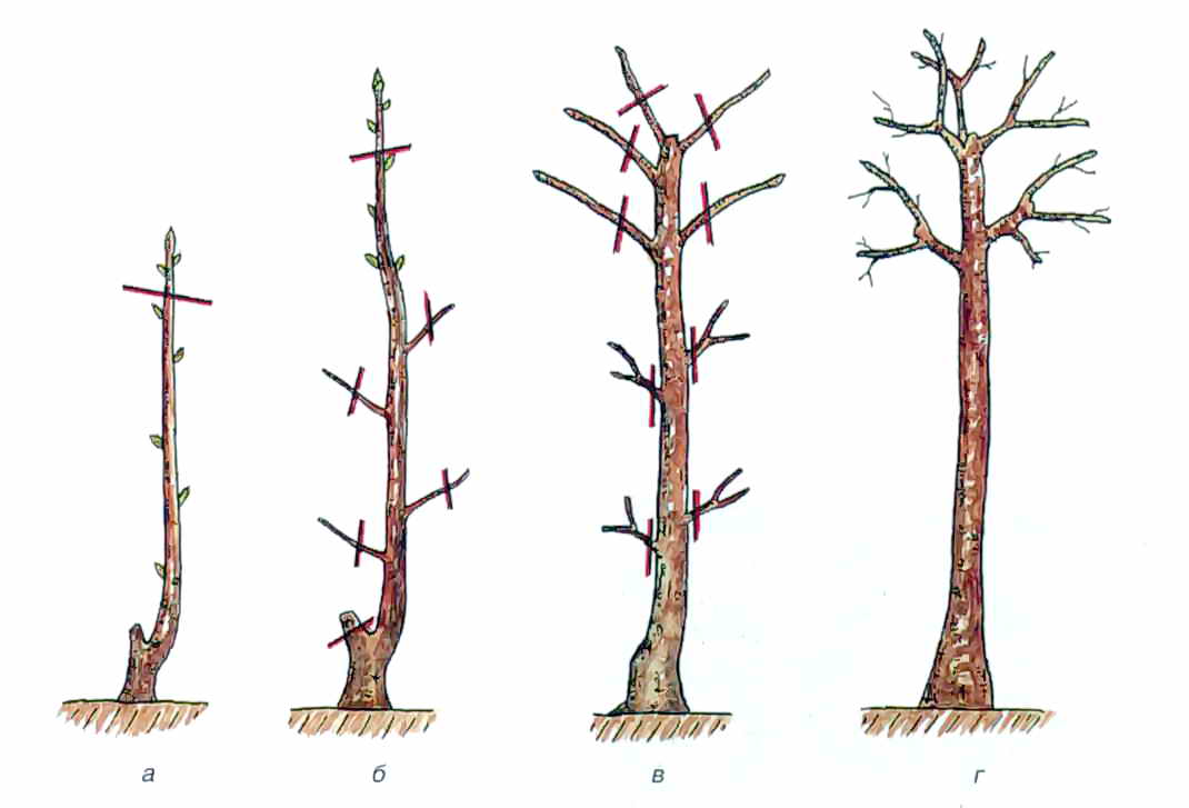 Обрезка колоновидной яблони схема