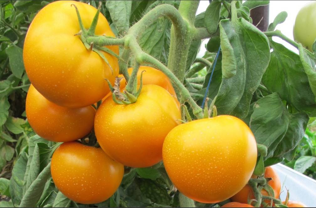 Томат оранжевое чудо: описание и характеристика сорта, отзывы об урожайности, фото помидоров