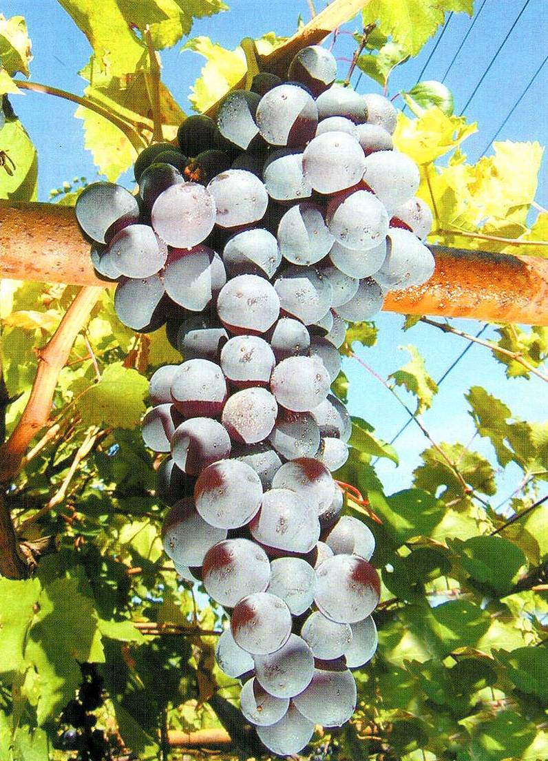 Описание сорта винограда кишмиш «запорожский» с фото и отзывами