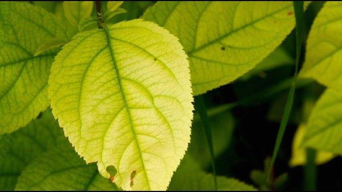 Лечение хлороза винограда: обработка листьев и методы борьбы