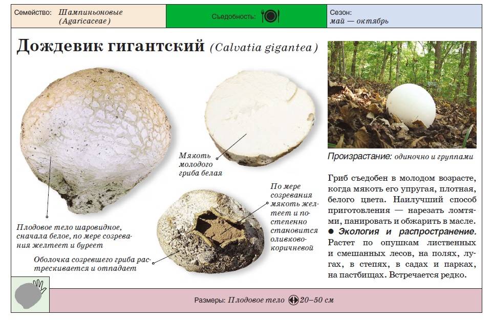 Гриб дождевик фото и описание