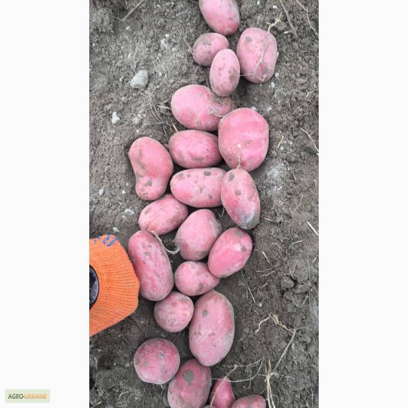 Сорт картофеля «гранада»: характеристика, описание, урожайность, отзывы и фото