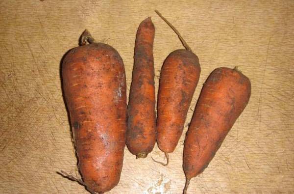 Неприхотливый сорт моркови витаминная 6
