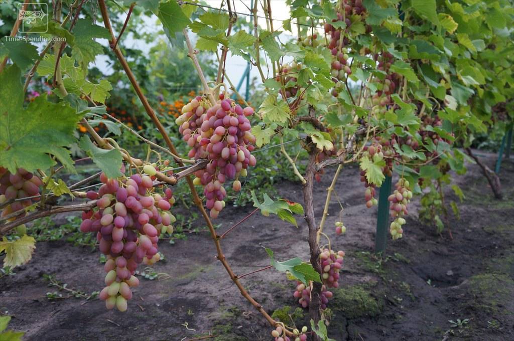 Виноград водограй: описание сорта, фото, отзывы, характеристики и особенности выращивания