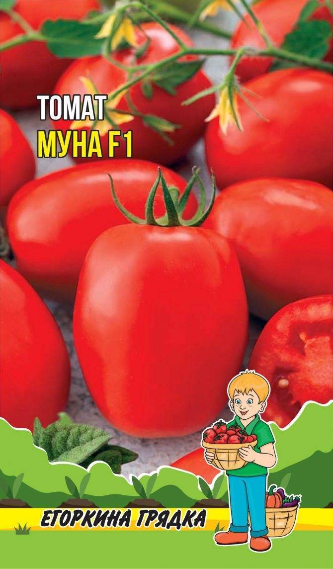 Низкорослые сорта томатов для открытого грунта с фото, описанием урожайные, сладкие, для подмосковья, для сибири, для урала
