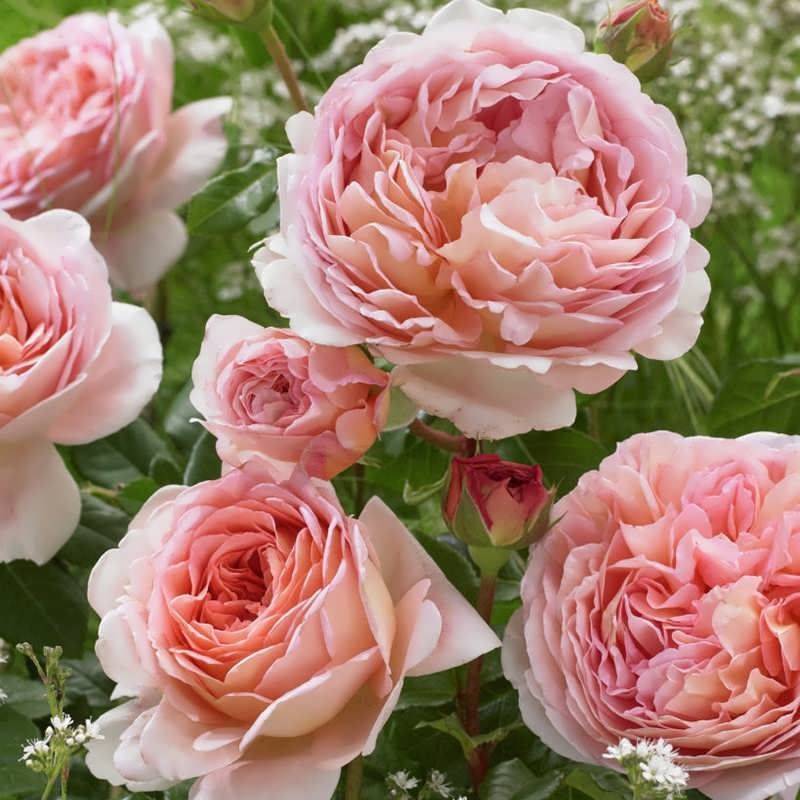 ᐉ роза абрахам дерби фото и описание отзывы – rosa abraham darby - zooshop-76.ru