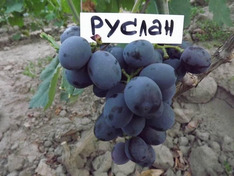 Виноград руслан: описание сорта, фото, отзывы