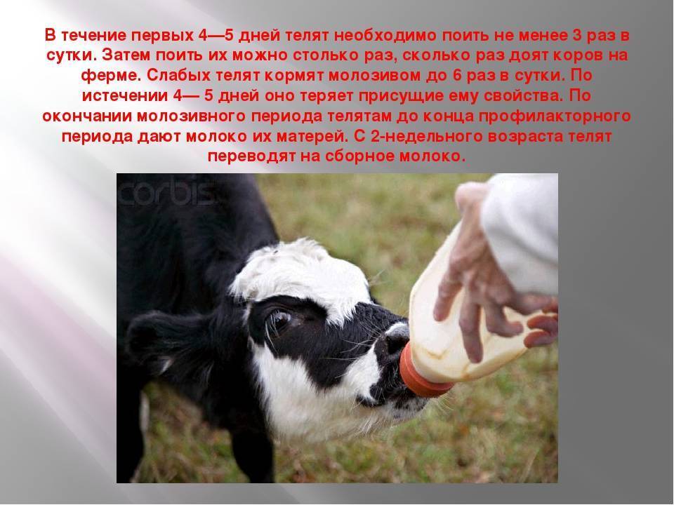 Можно кормить новорожденного коровьем. Поение молодняка КРС. Корова молоко. Кормление крупного рогатого скота. Корова дает молоко.
