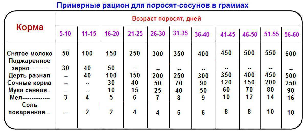 Откорм свиньи наиболее эффективными методами