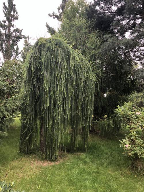 Лиственница японская (кемпфера, larix kaempheri): фото и описание сортов, stiff weeper, диана
