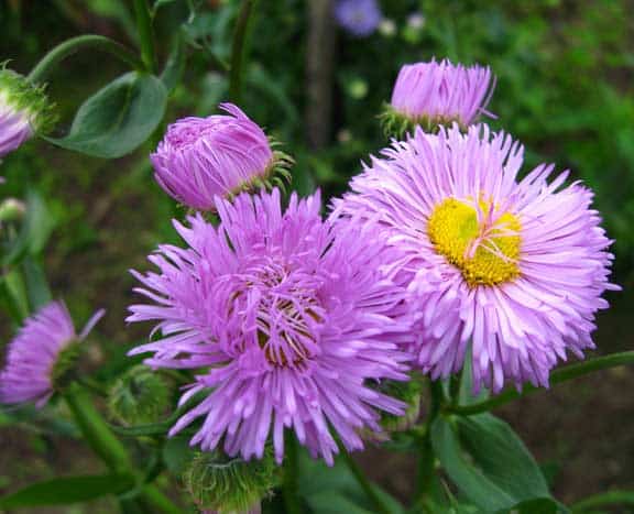 Erigeron macranthus Clear Blue русское название