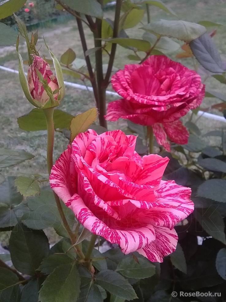 Роза пинк интуишн: описание и фото этого сорта, а также хэвенли (heavenly pink), тиклед (tickled), гротендорст, пиано, флеш, охара, лав и других, особенности уходадача эксперт