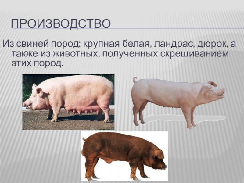 Свиньи породы ландрас: характеристика, фото, кормление и уход за поросятами
