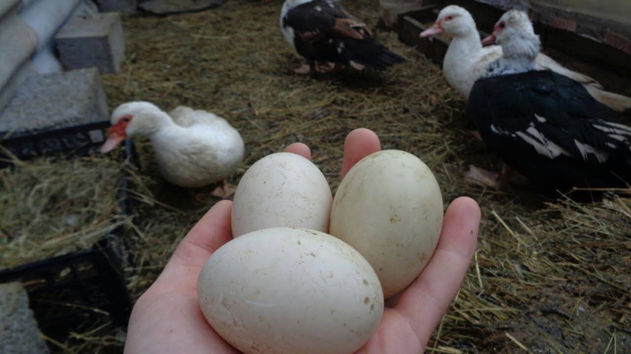 Когда утки начинают нести яйца: почему могут не нести