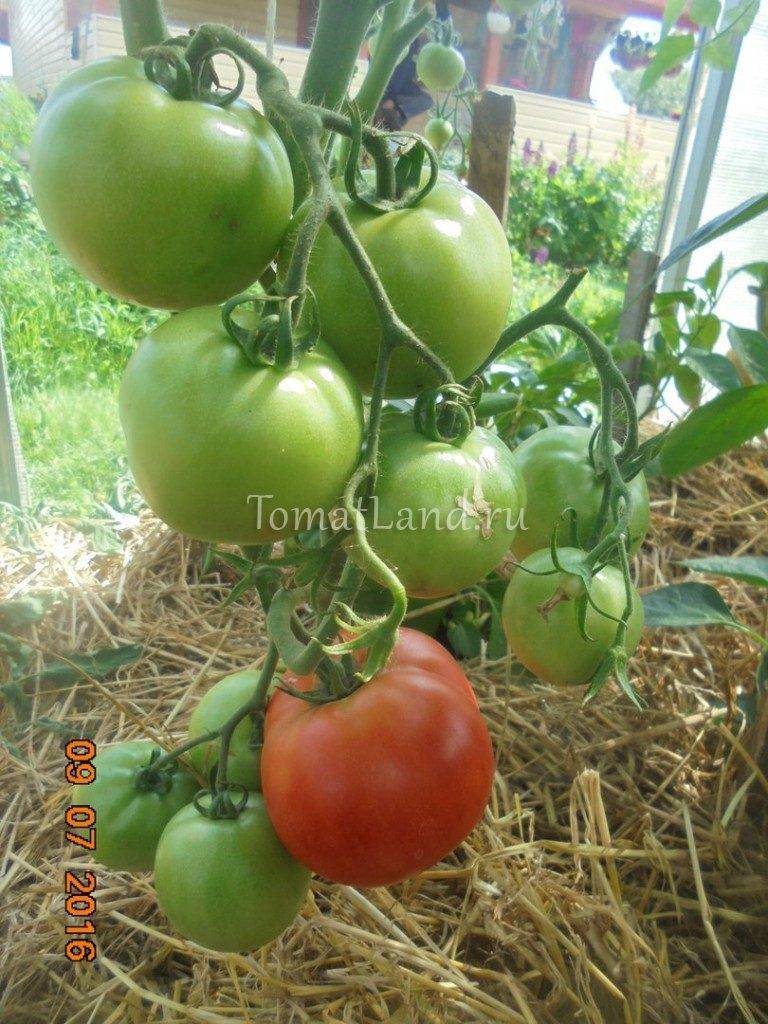 Томат спасская башня: описание сорта помидора и правила ухода