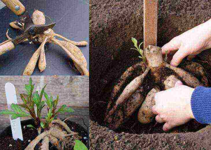 Однолетние георгины – посев семян и выращивание рассады, уход