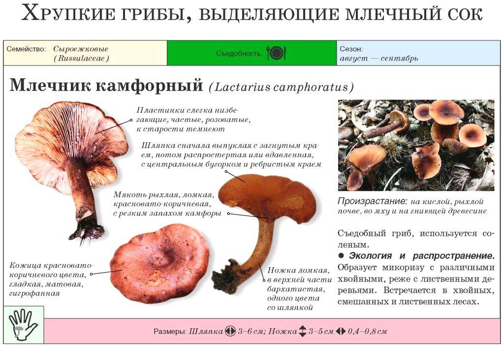 Горькушка — гриб iv категории, который можно солить