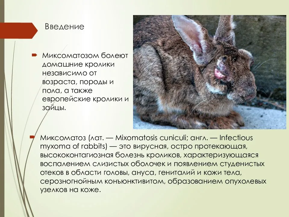 Болезни кроликов, симптомы, лечение и профилактика