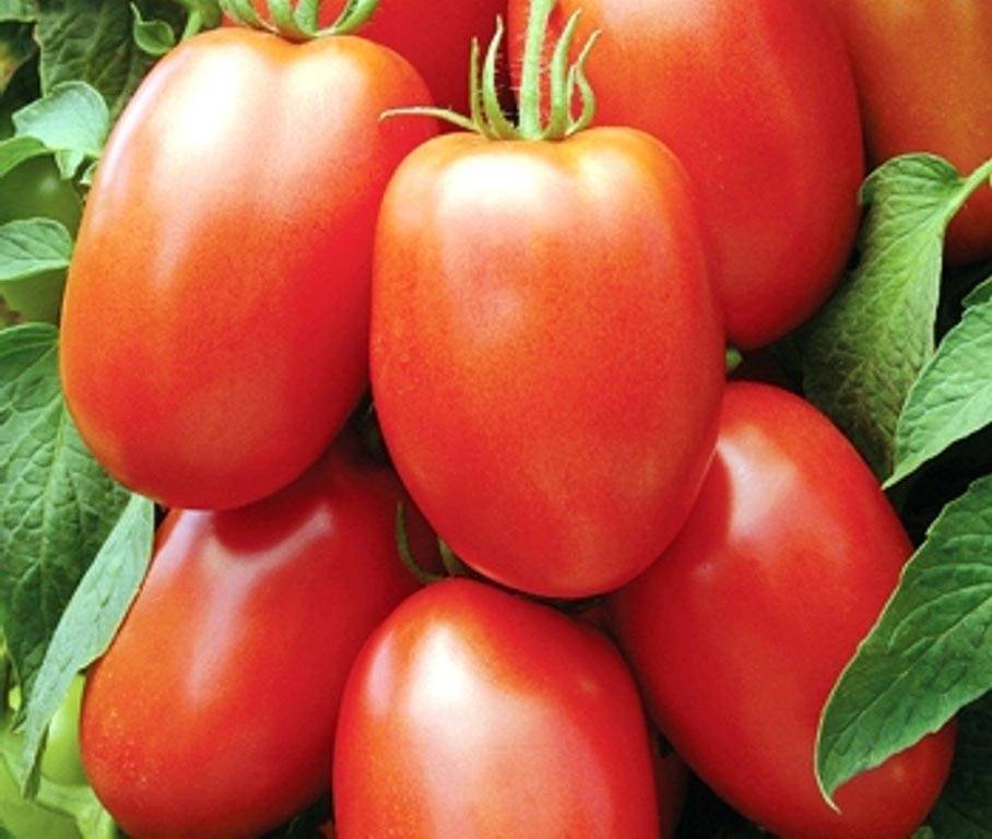 Суперранние сорта томатов для открытого грунта