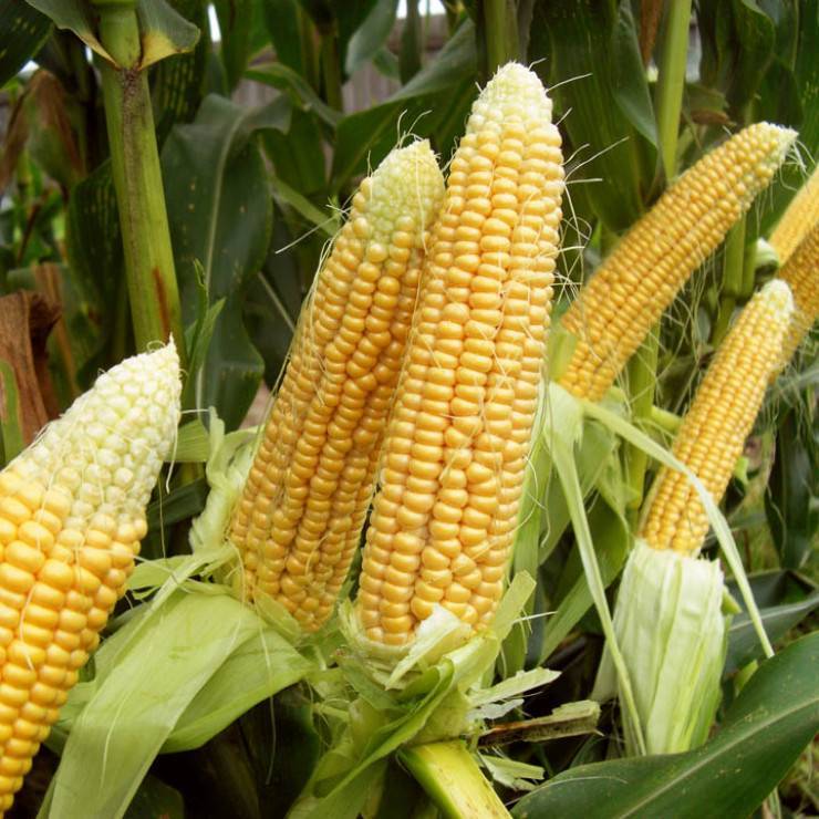 Кукуруза: технология возделывания, особенности посадки, выращивания и ухода  — vkmp