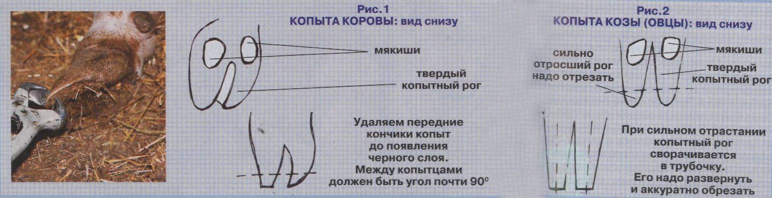 Как правильно проводить обрезку копыт у фермерских коз