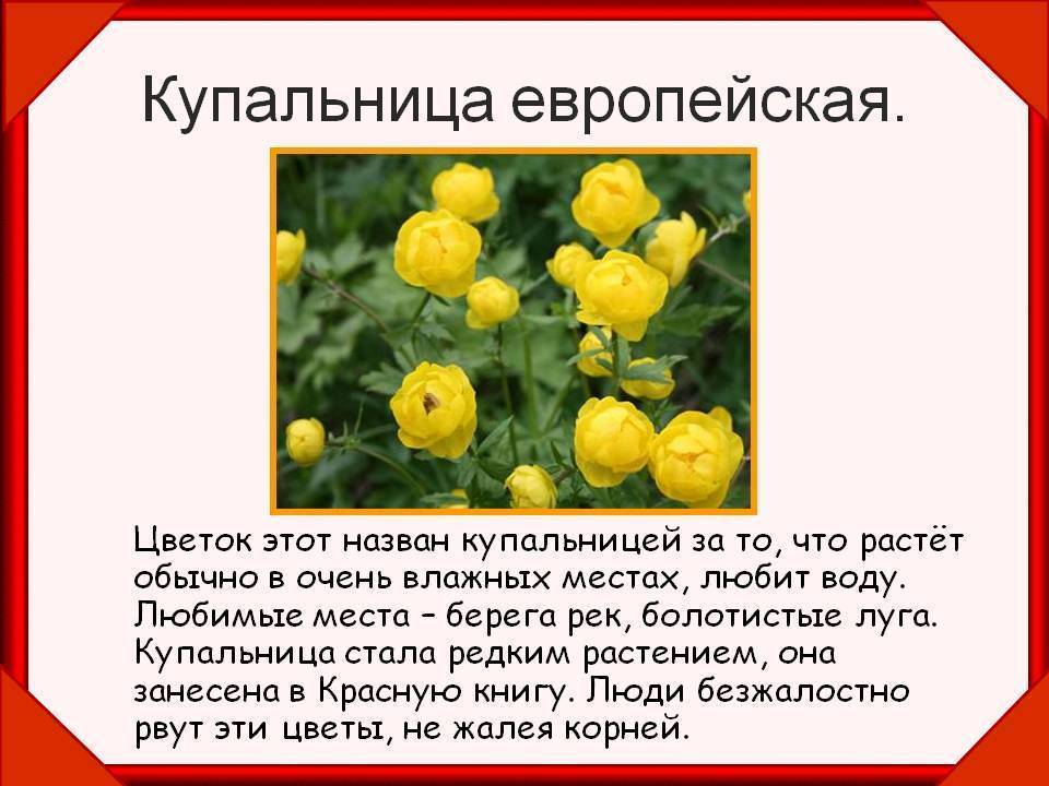 Купальница: фото цветка, красная книга, посадка и уход, выращивание из семян, где растет в лесу, описание