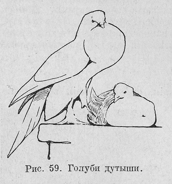 Размножение голубей: как спариваются и создают гнёзда