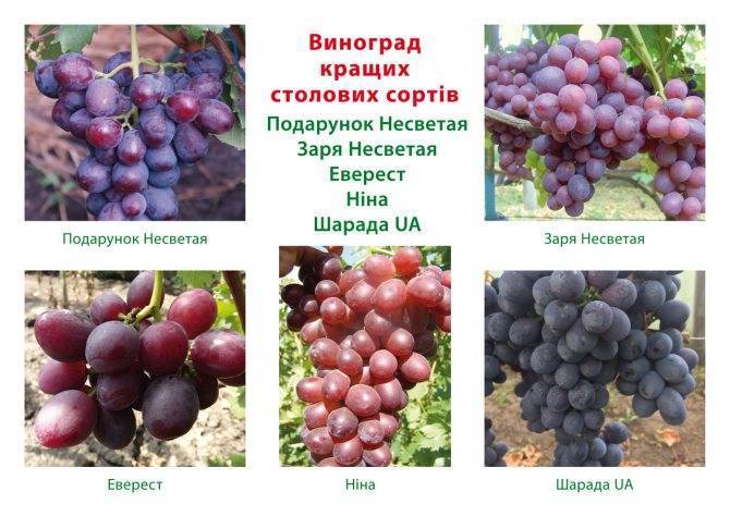 Описание сорта винограда «заря несветая»