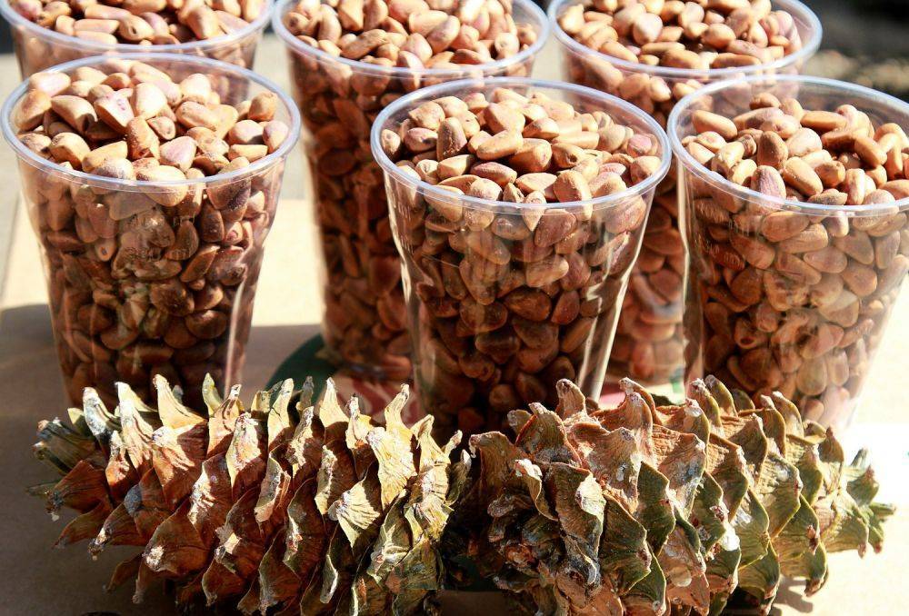 Кедровые орехи – как хранить полезное лакомство?