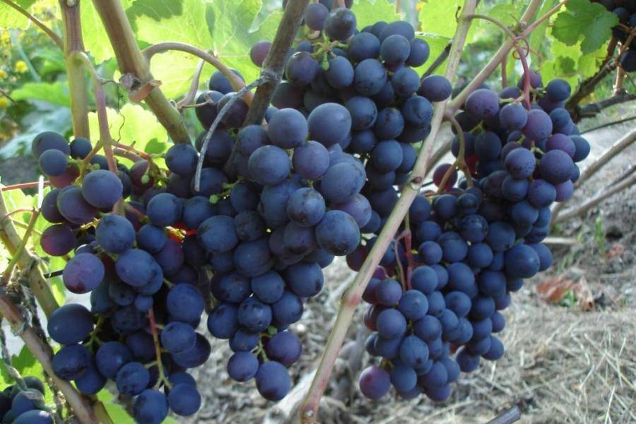 Сорт винограда восторг: описание, отзывы, видео, вредители