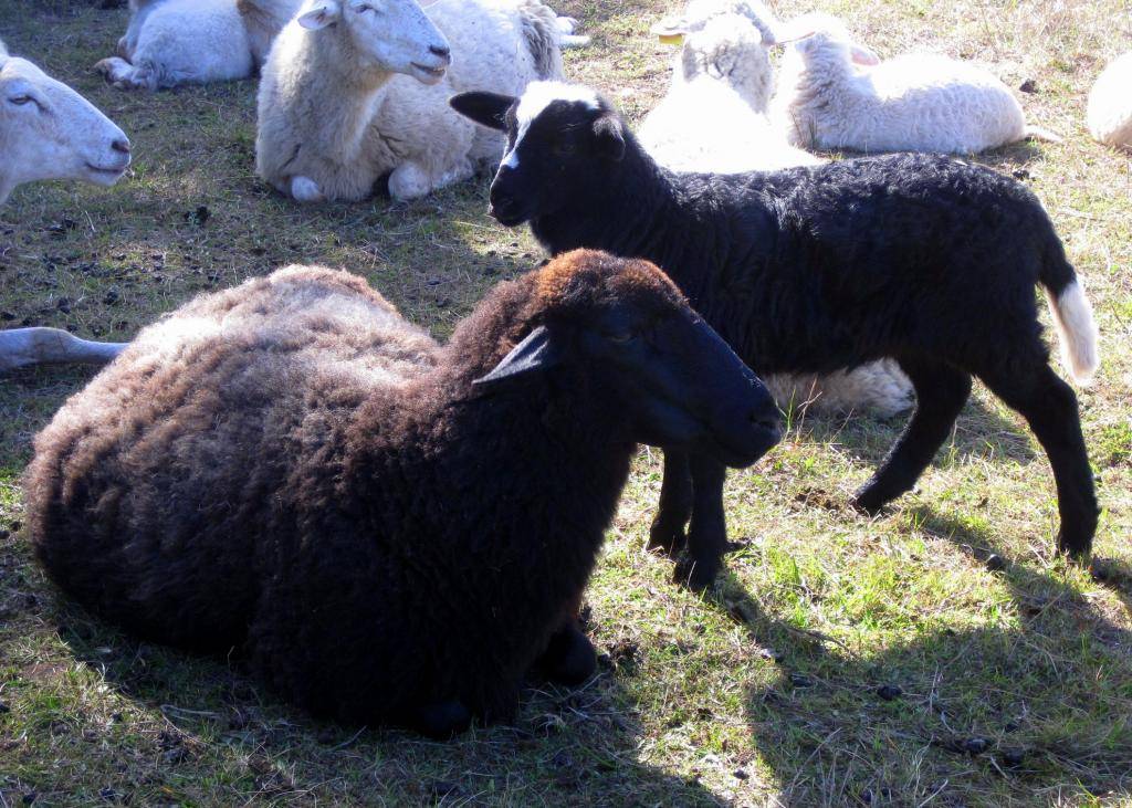 Карачаевская порода овец: характеристика и описание, правила содержания
