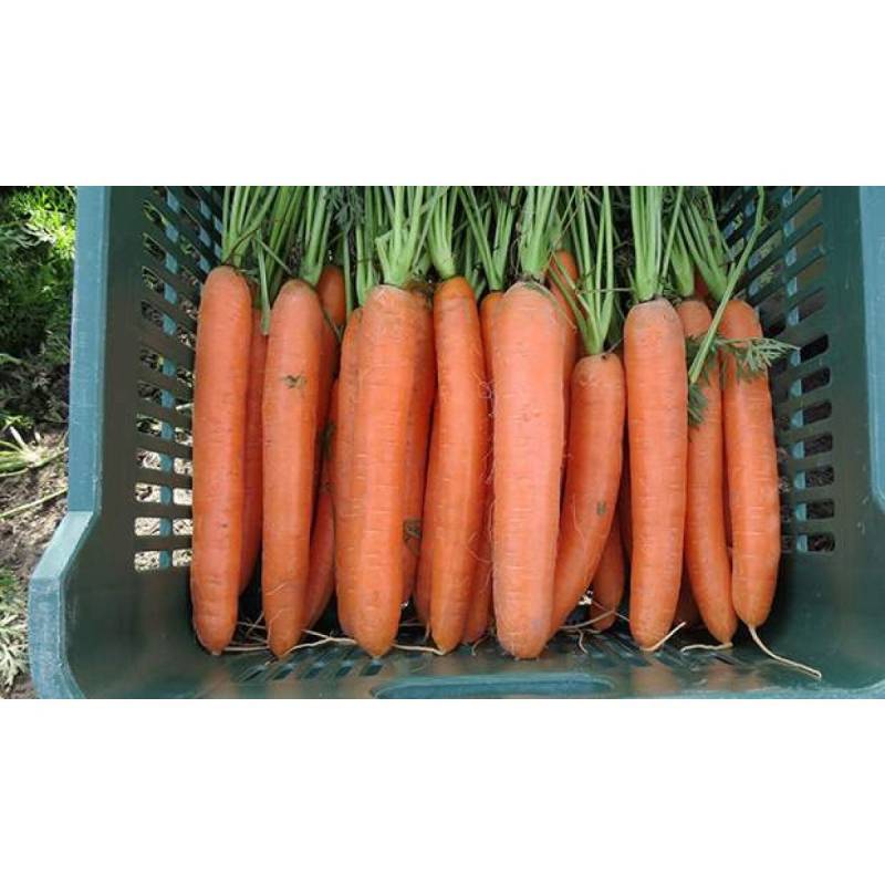 Морковь дордонь f1: описание сорта, отзывы