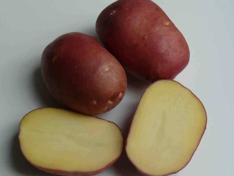 Картофель романо: описание сорта, характеристика, урожайность, отзывы, фото