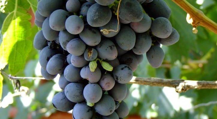 Виноград аттика: описание сорта, фото, отзывы