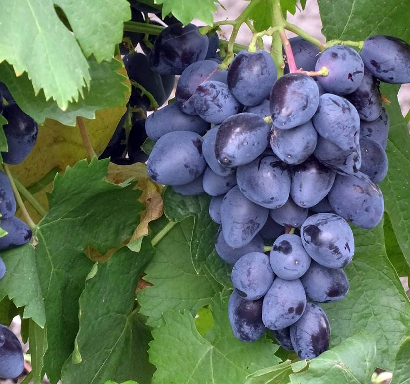 Виноград «ромбик» — новый ультраскороспелый сорт