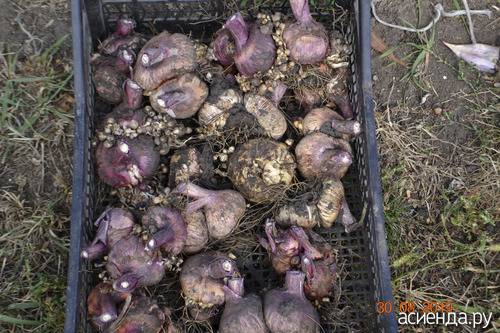 Проращивать гладиолусы: когда вытаскивать луковицы и готовить к процедуре, в какой срок и как сажать их на рассаду дома весной?