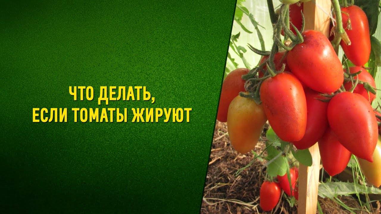 Что делать, если помидоры в теплице жируют?