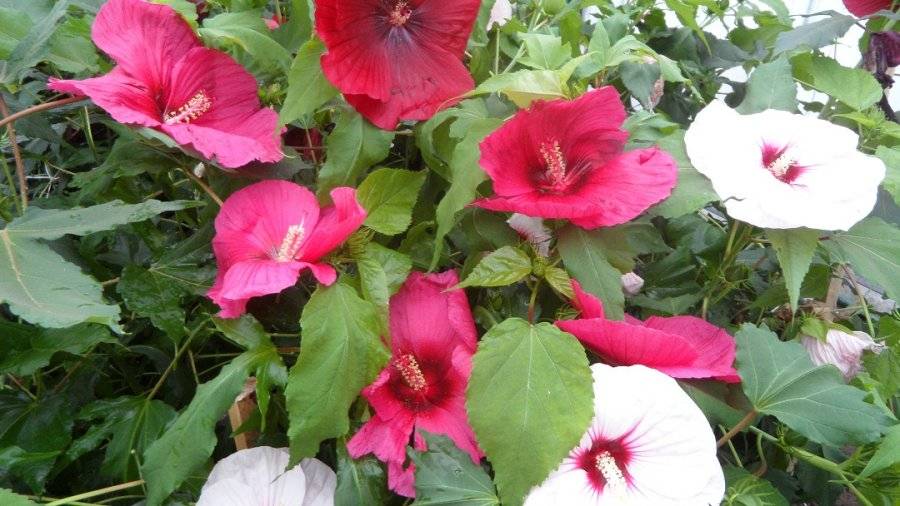 Гибискус древовидный выращивание и размножение в открытом грунте, как ухаживать за китайской розой в беларуси и подмосковье, цветок смерти: почему?