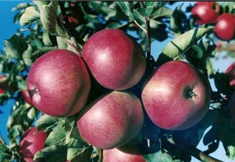 Сорт яблок кортланд фото описание