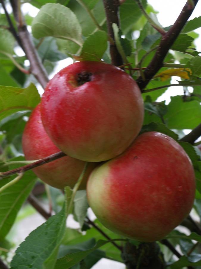 Яблоня малиновка идеально подходит для разведения в придомовых хозяйствах