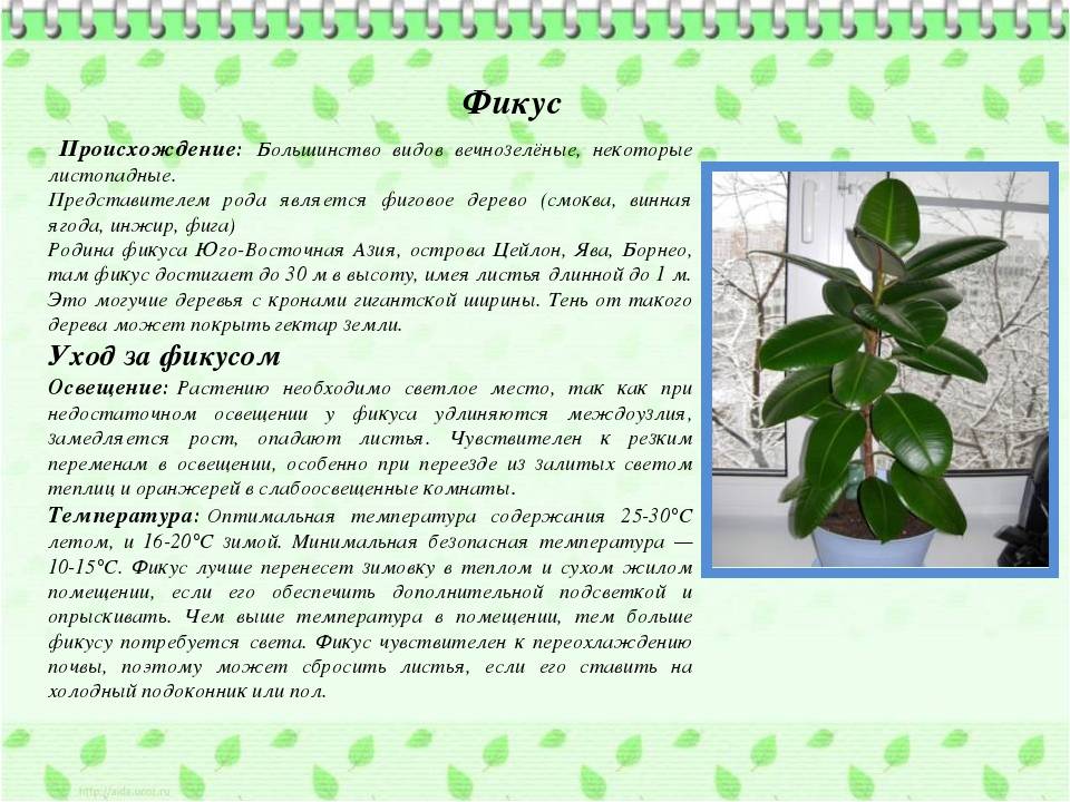 Выращивание фикуса эластика робусты: как посадить, ухаживать, удобрять, размножать