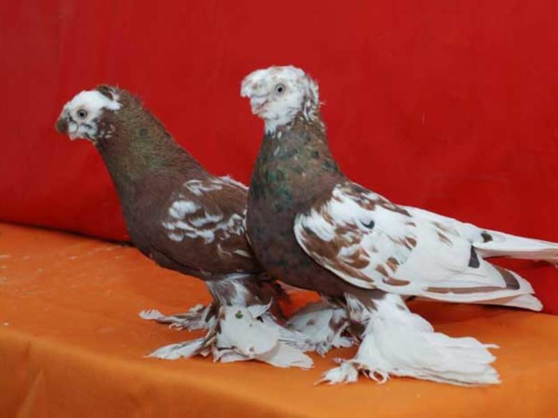 Обзор породы узбекских голубей с фото и видео